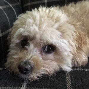 Meet your Posher, Gene